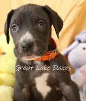 Black Girl Orange collar, a female Great Dane for sale in Allendale, MI – Photo 4 of 6