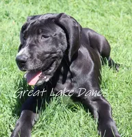 Black Girl Orange collar, a female Great Dane for sale in Allendale, MI – 6 of 6