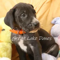 Black Girl Orange collar, a female Great Dane for sale in Allendale, MI – Photo 3 of 6
