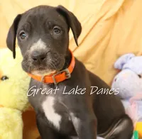Black Girl Orange collar, a female Great Dane for sale in Allendale, MI – Photo 2 of 6
