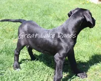 Black Girl Orange collar, a female Great Dane for sale in Allendale, MI – 5 of 6