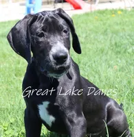 Black Girl Orange collar, a female Great Dane for sale in Allendale, MI – 4 of 6