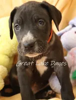 Black Girl Orange collar, a female Great Dane for sale in Allendale, MI – Photo 6 of 6