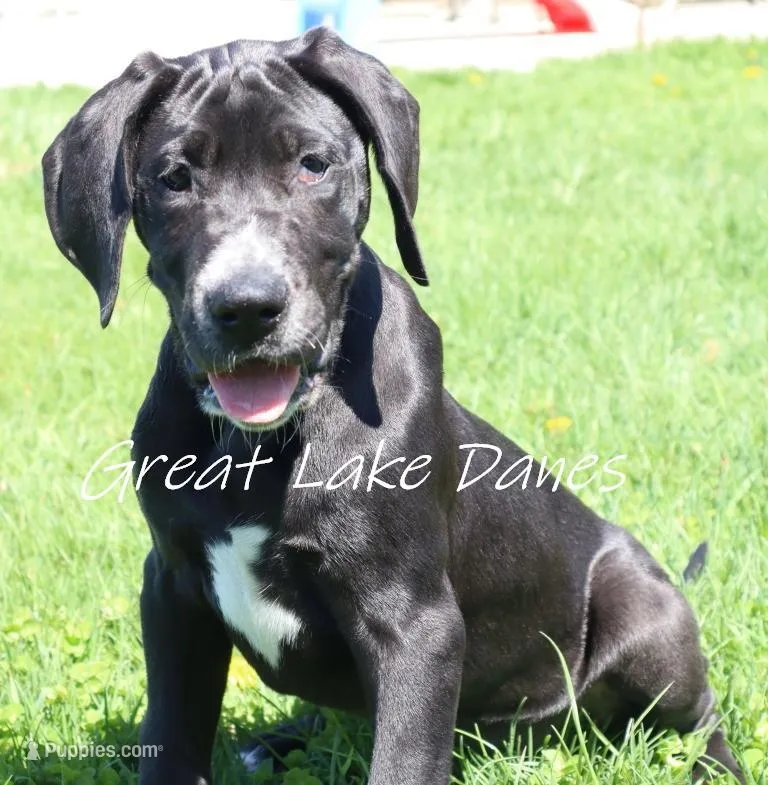 Black Girl Orange collar – Great Dane puppy for sale in Allendale, MI