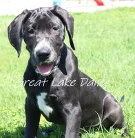 Black Girl Orange collar, a female Great Dane for sale in Allendale, MI – 1 of 6