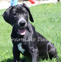 Black Girl Orange collar, a female Great Dane for sale in Allendale, MI – 3 of 6