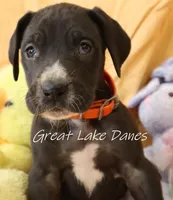 Black Girl Orange collar, a female Great Dane for sale in Allendale, MI – Photo 5 of 6