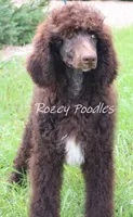 Marcus , a male Poodle - Standard  for sale in Allendale, MI – 1 of 10