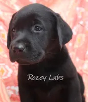 AKC English Black Lab Female , a female Labrador Retriever for sale in Allendale, MI – 4 of 5