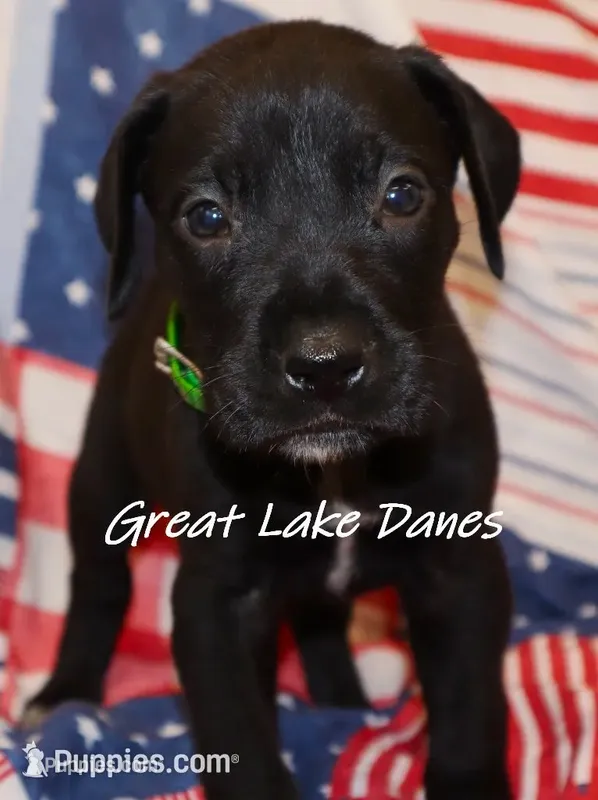 Black Girl  – Great Dane puppy for sale in Allendale, MI