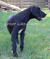 Sue , a female Great Dane for sale in Allendale, MI – 4 of 6