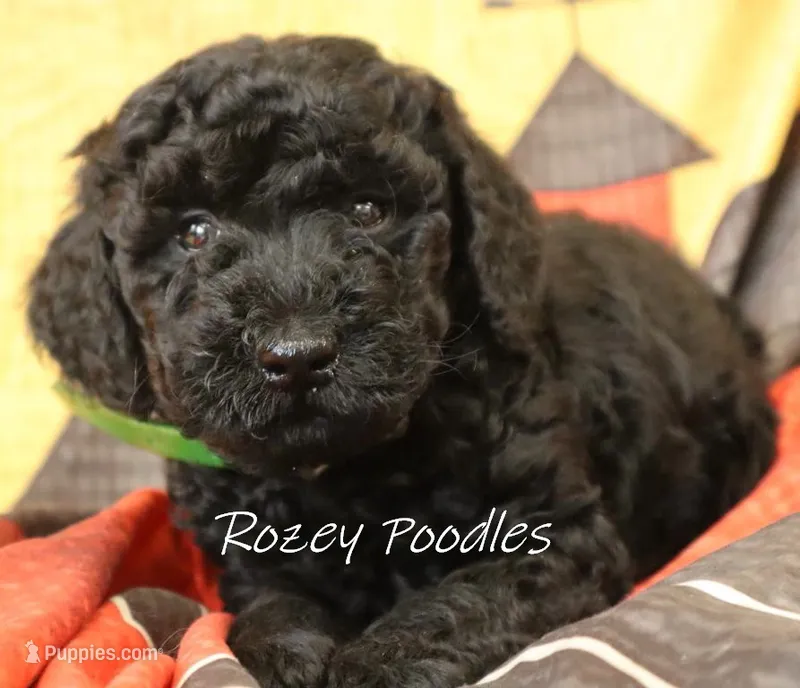 Green Collar Boy Juliet Pup – Poodle - Miniature  puppy for sale in Allendale, MI