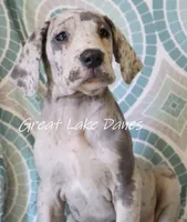 Merle, a female Great Dane for sale in Allendale, MI – 4 of 5