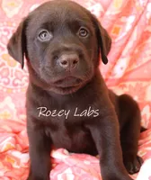 English Chocolate Lab Male , a male Labrador Retriever for sale in Allendale, MI – 9 of 9