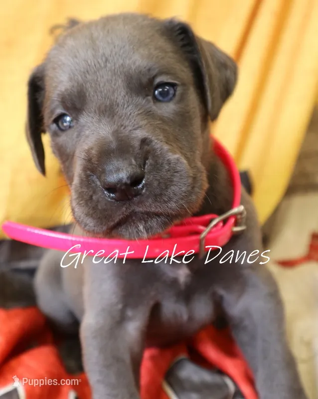 Blue Girl  – Great Dane puppy for sale in Allendale, MI