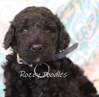 Blue Collar Boy Juliet Pup, a male Poodle - Miniature  for sale in Allendale, MI – 3 of 3