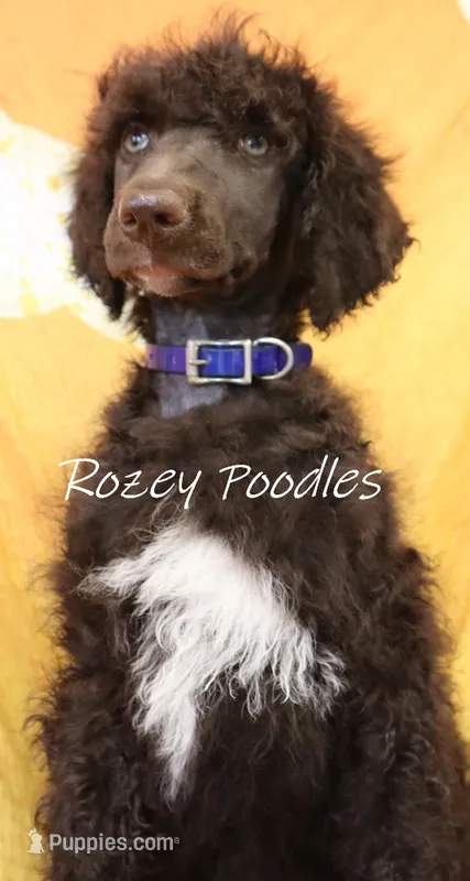 Blue Boy-- Mary Jane  – Poodle - Standard  puppy for sale in Allendale, MI