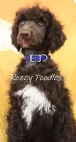 Blue Boy-- Mary Jane , a male Poodle - Standard  for sale in Allendale, MI – 1 of 4