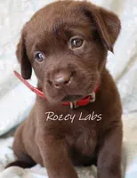 Full English- Red Collar Girl , a female Labrador Retriever for sale in Allendale, MI – 6 of 6