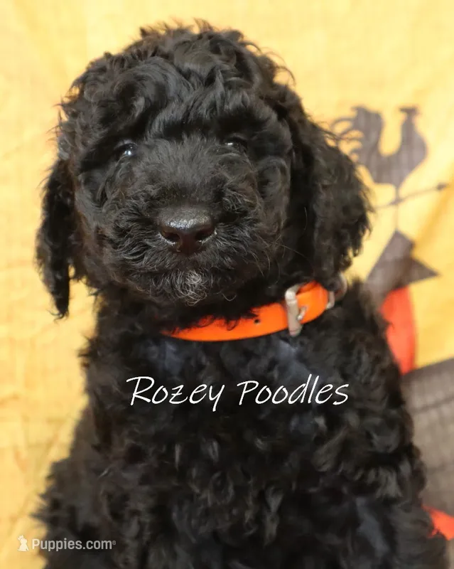 Orange Collar Boy Juliet Pup  – Poodle - Miniature  puppy for sale in Allendale, MI