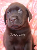 AKC English Chocolate Female , a female Labrador Retriever for sale in Allendale, MI – 5 of 5