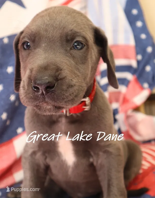 Blue Boy  – Great Dane puppy for sale in Allendale, MI