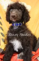 Blue Boy-- Mary Jane , a male Poodle - Standard  for sale in Allendale, MI – 2 of 4