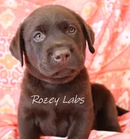 English Chocolate Lab Male , a male Labrador Retriever for sale in Allendale, MI – 2 of 9