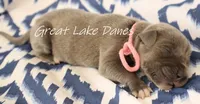 Blue Girl-- Pink Girl , a female Great Dane for sale in Allendale, MI – 2 of 2