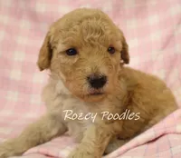 Apricot's Blue Collar Boy , a female Poodle - Toy  for sale in Allendale, MI – 5 of 5