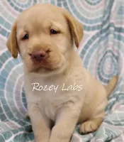 English Yellow, a male Labrador Retriever for sale in Allendale, MI – 6 of 8
