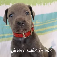 Red Collar Girl-Blue Girl , a female Great Dane for sale in Allendale, MI – 2 of 4