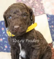 Yellow Boy-- Mary Jane , a male Poodle - Standard  for sale in Allendale, MI – 3 of 3