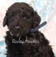 Blue Collar Boy Juliet Pup, a male Poodle - Miniature  for sale in Allendale, MI – 2 of 3