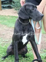 Meet Sue , a female Great Dane for sale in Allendale, MI – 4 of 4
