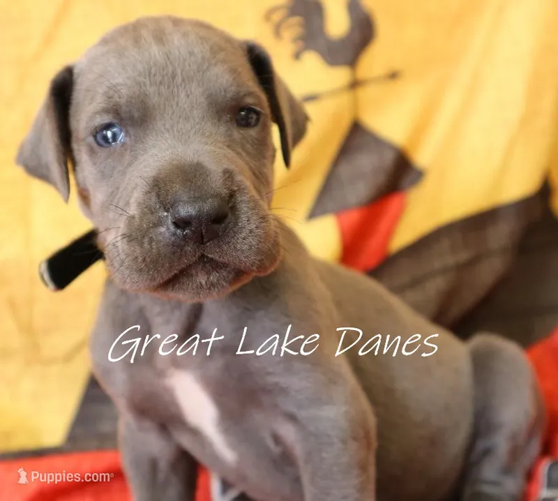 Blue Collar Girl  – Great Dane puppy for sale in Allendale, MI