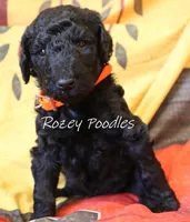 Prada's Black Boy , a male Poodle - Standard  for sale in Allendale, MI – 1 of 4
