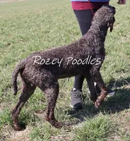 Louis , a male Poodle - Standard  for sale in Allendale, MI – Photo 5 of 10