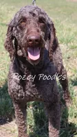 Louis , a male Poodle - Standard  for sale in Allendale, MI – Photo 8 of 10