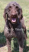 Louis , a male Poodle - Standard  for sale in Allendale, MI – Photo 7 of 10