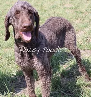 Louis , a male Poodle - Standard  for sale in Allendale, MI – Photo 9 of 10