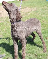 Louis , a male Poodle - Standard  for sale in Allendale, MI – Photo 3 of 10