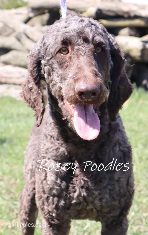 Louis , a male Poodle - Standard  for sale in Allendale, MI – Photo 1 of 10