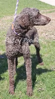 Louis , a male Poodle - Standard  for sale in Allendale, MI – Photo 2 of 10