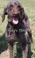 Louis , a male Poodle - Standard  for sale in Allendale, MI – Photo 10 of 10