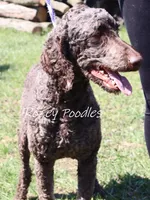 Louis , a male Poodle - Standard  for sale in Allendale, MI – Photo 4 of 10