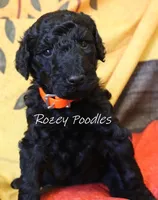 Prada's Black Boy , a male Poodle - Standard  for sale in Allendale, MI – 3 of 4