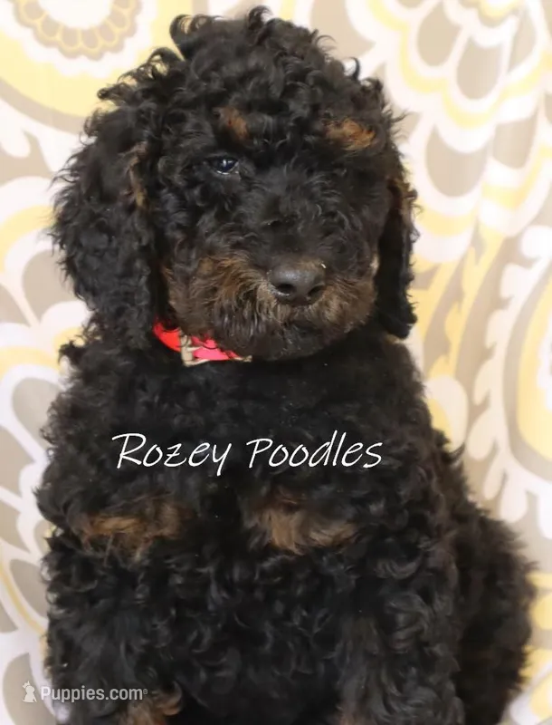 Phantom pink boy fiona – Poodle - Miniature  puppy for sale in Allendale, MI