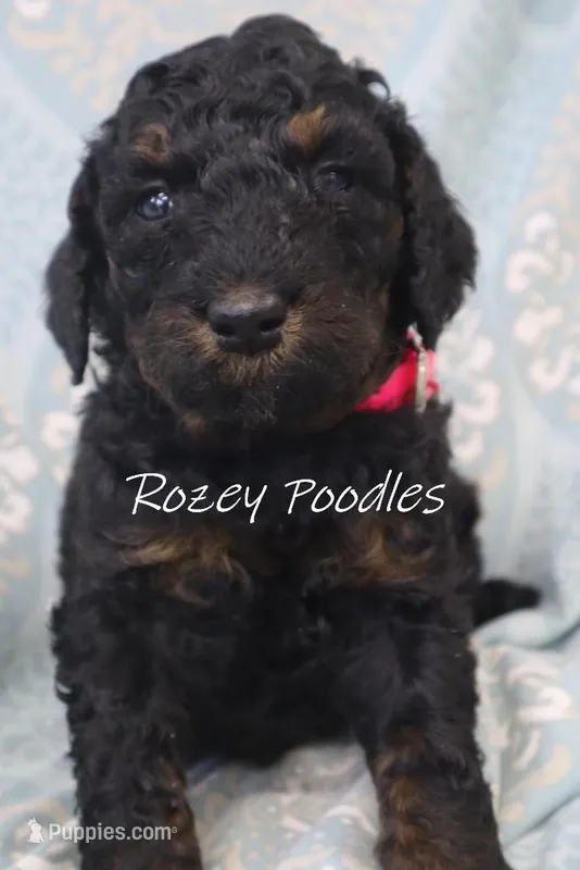 Moyen phantom pink boy fiona