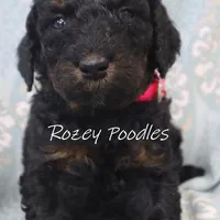 Phantom pink boy fiona, a male Poodle - Miniature  for sale in Allendale, MI – Photo 1 of 8
